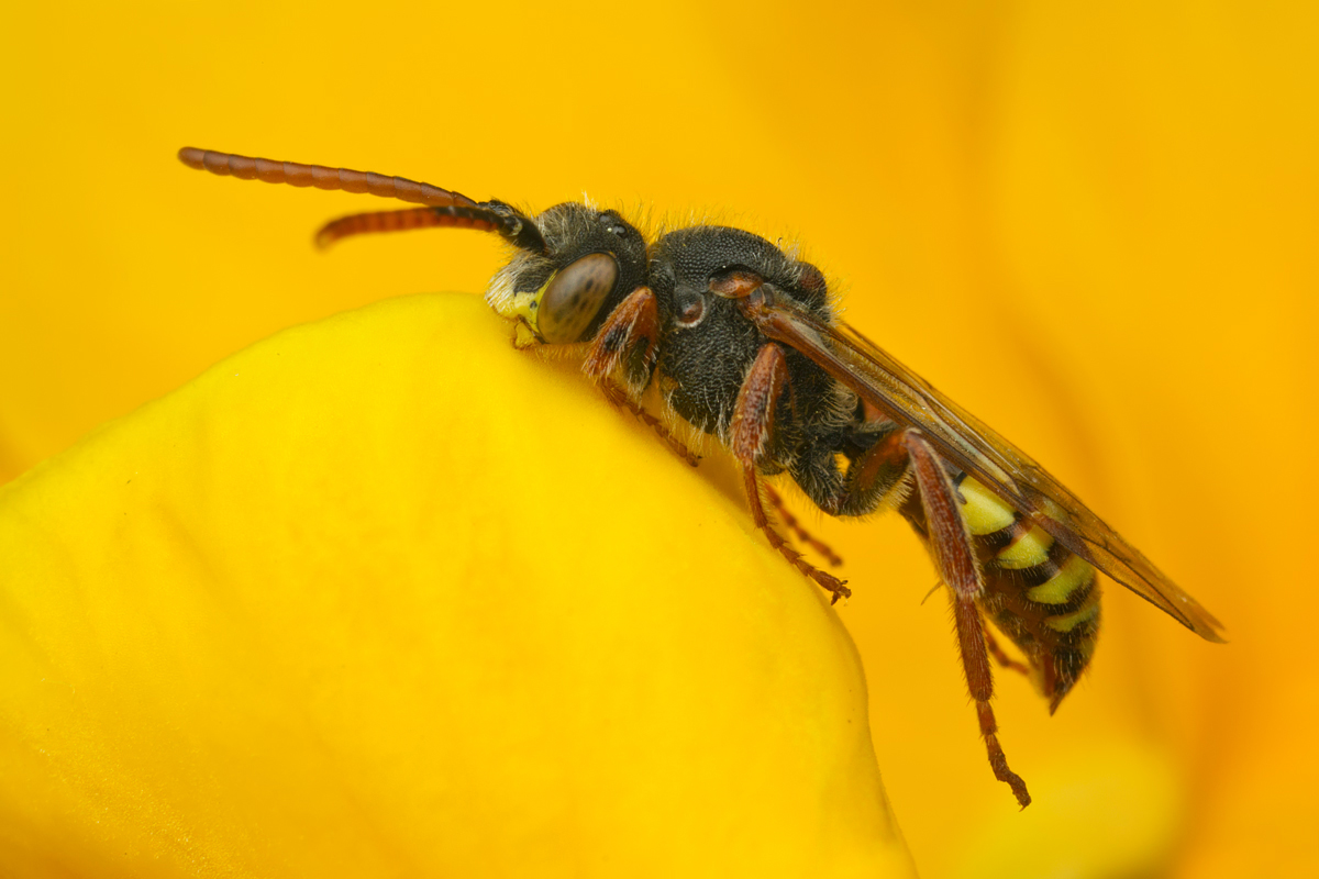 Sleeping Nomada Bee